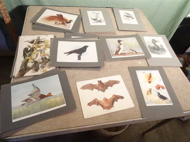 lot 97 image: Library Cards, Prints of Birds