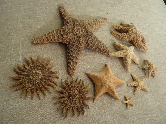 lot 164 image: Misc Star Fish