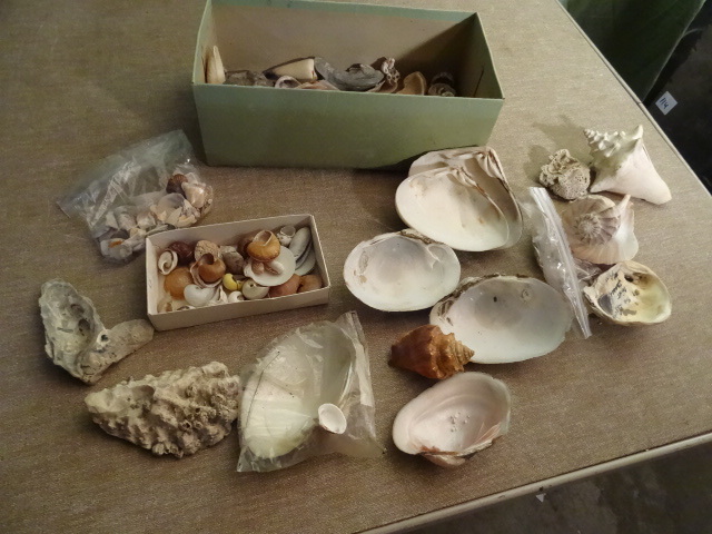 lot 175 image: Large Quantity of Sea Shells