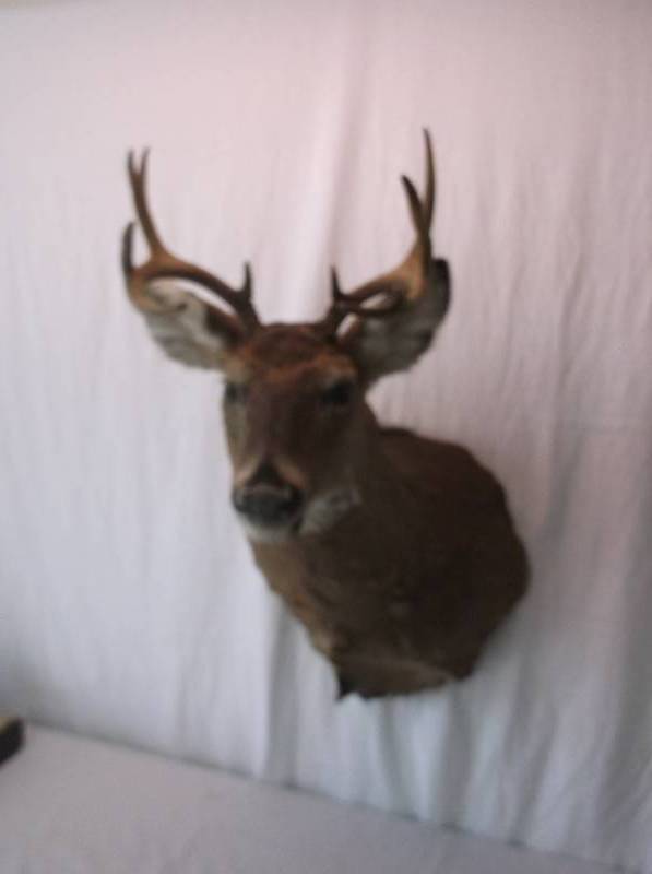 Deer Mount