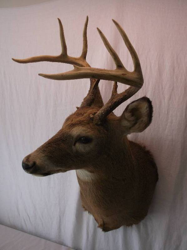 Deer Mount