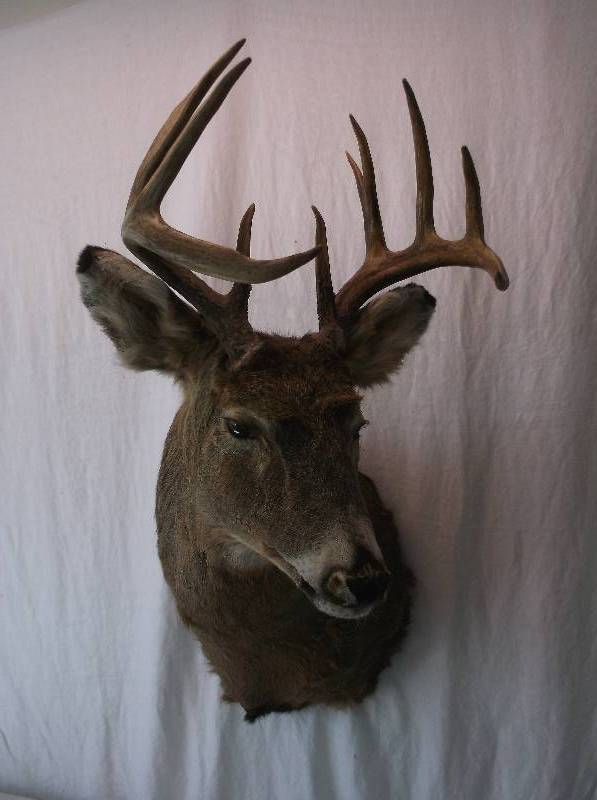 Deer Mount