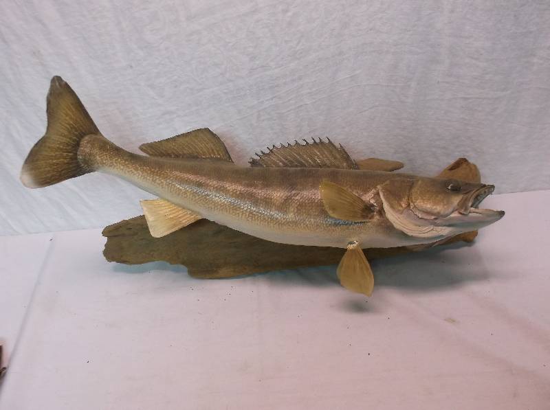 Walleye