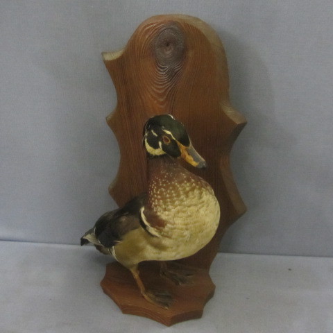 lot 52 image: Taxidermy Wood Duck