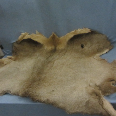 lot 142 image: Tanned Elk Hide
