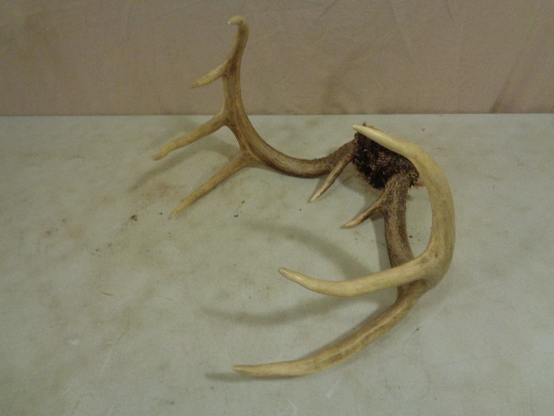 lot 34 image: Deer Antler Mount