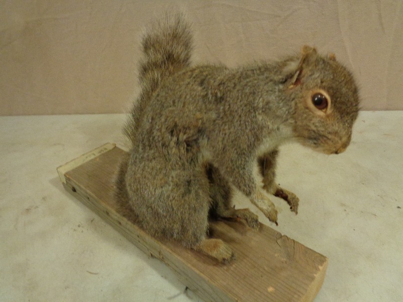 lot 35 image: Squirrel Mount