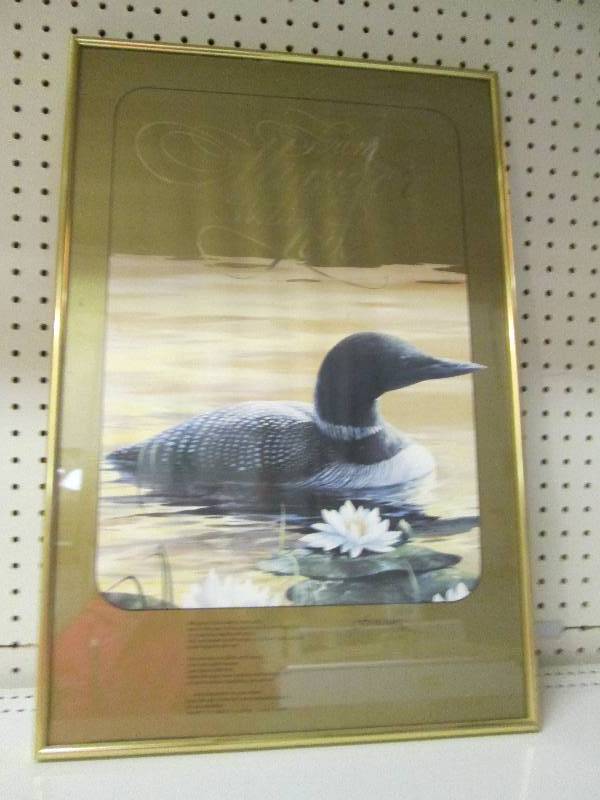 picture of a loon 1624...