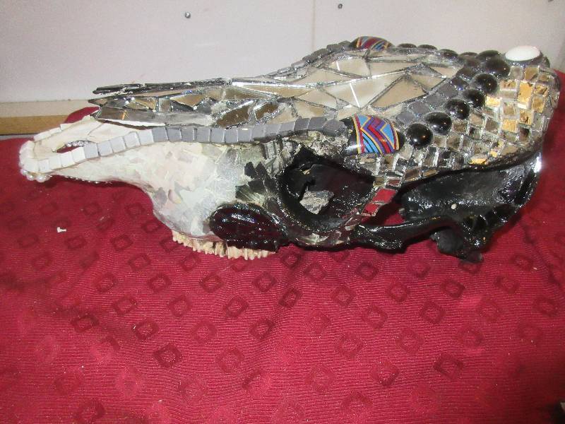 AUTHENTIC COW SKULL