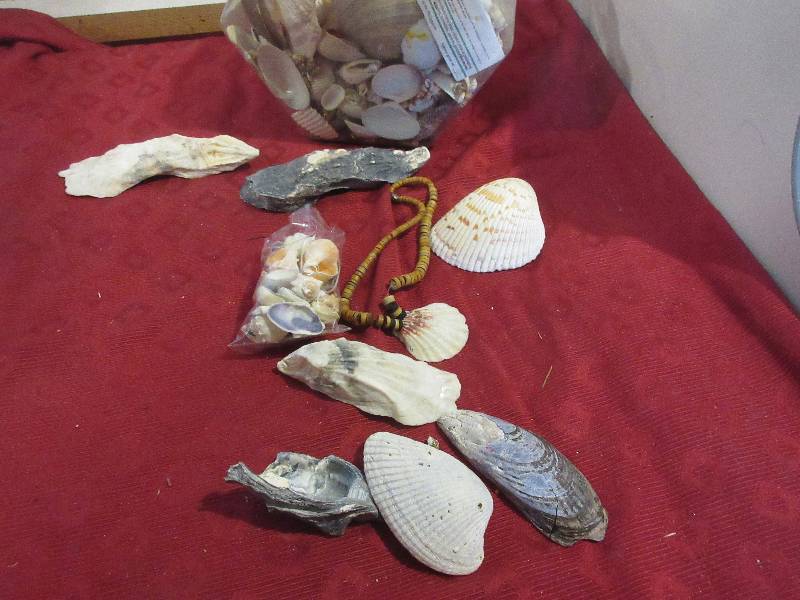 BIG CONTAINER OF SHELLS