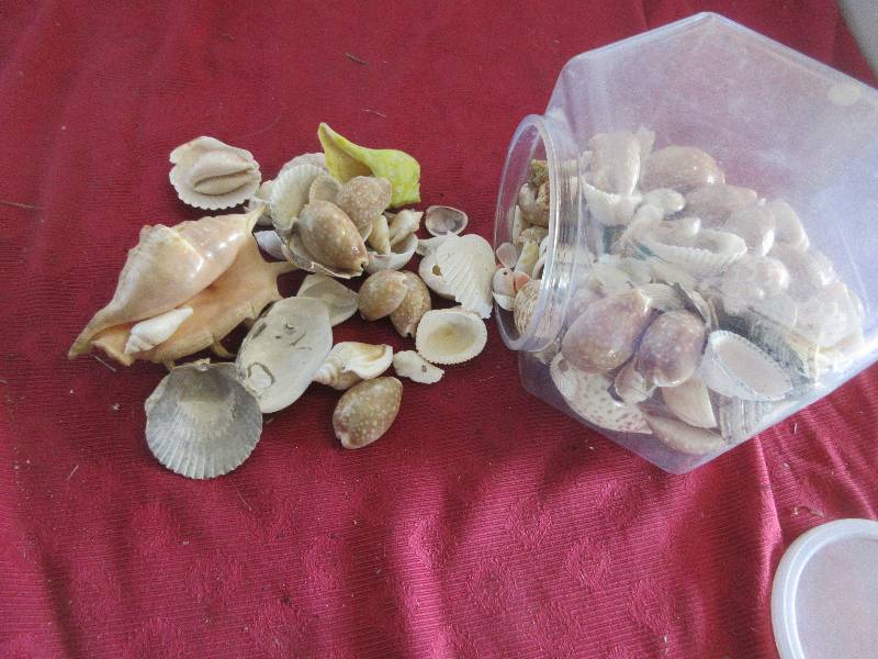 BIN OF SEASHELLS