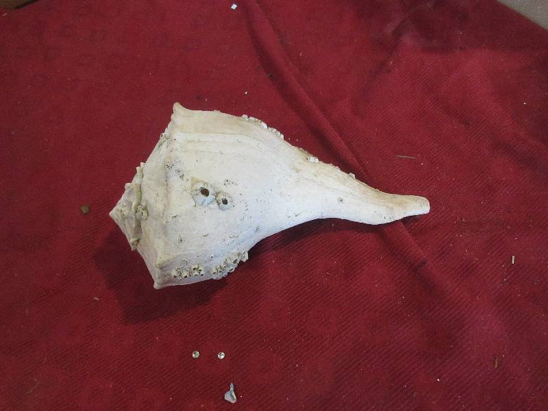 1 SEASHELL