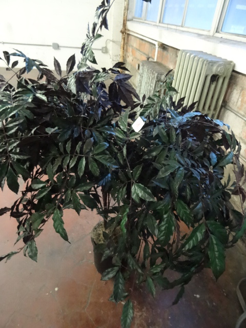 lot 36 image: 36 Artificial Plant