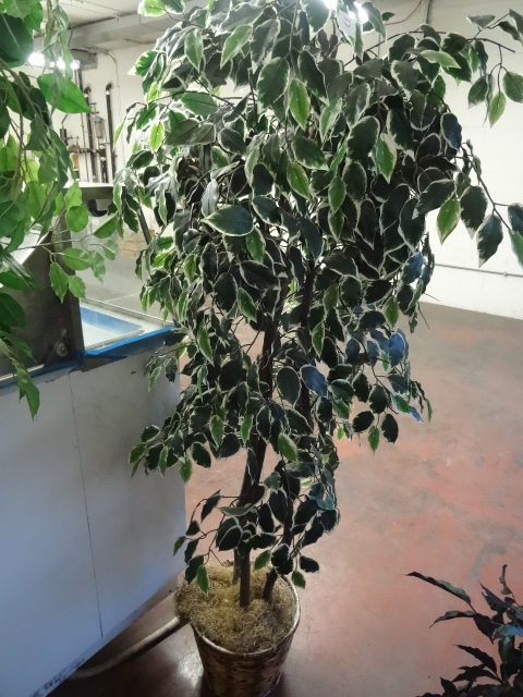 lot 37 image: 84 Artificial Plant