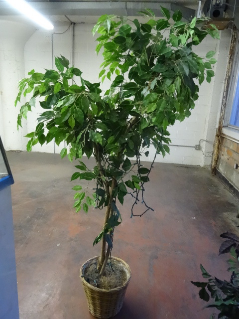 lot 38 image: 72 Artificial Plant