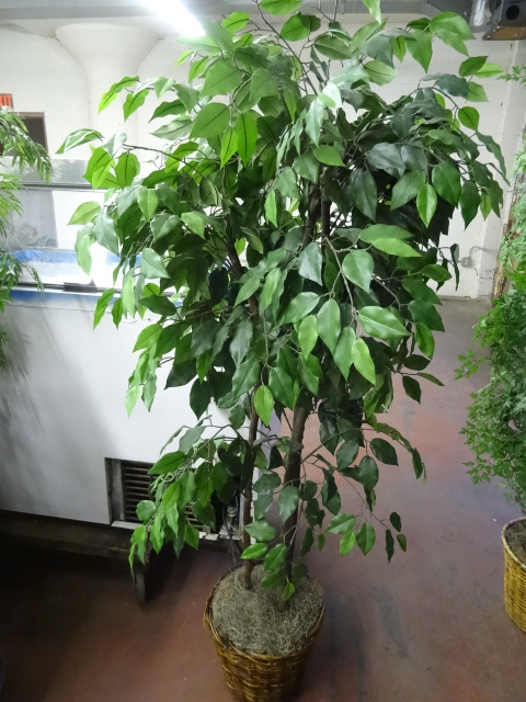 lot 40 image: 72 Artificial Plant