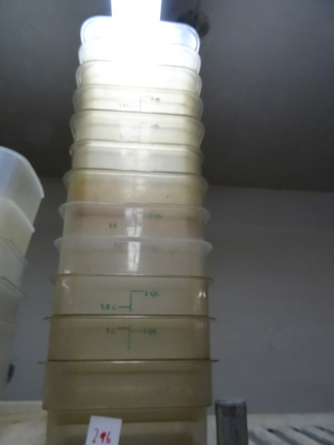 lot 296 image: 2 Qt. Plastic Tubs