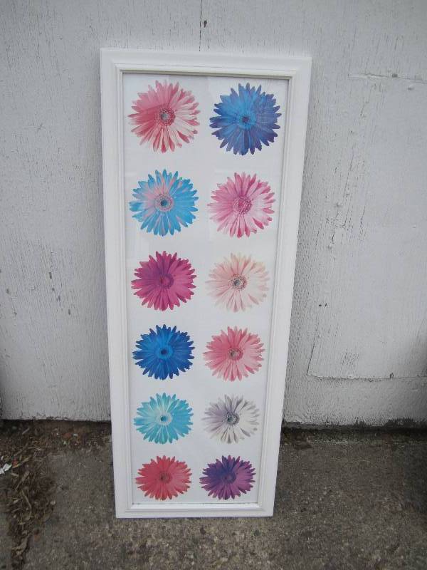 picture of daisys ...