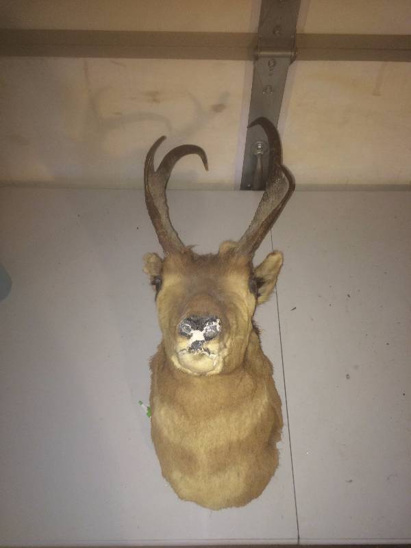 Deer Mount