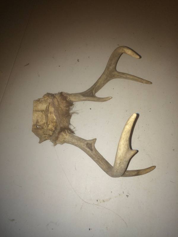 Deer Horns