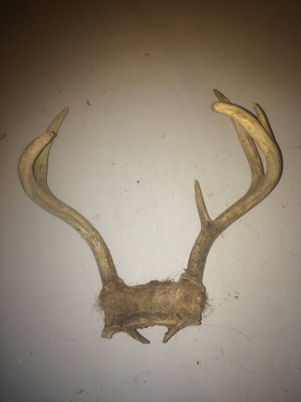 Deer Horns