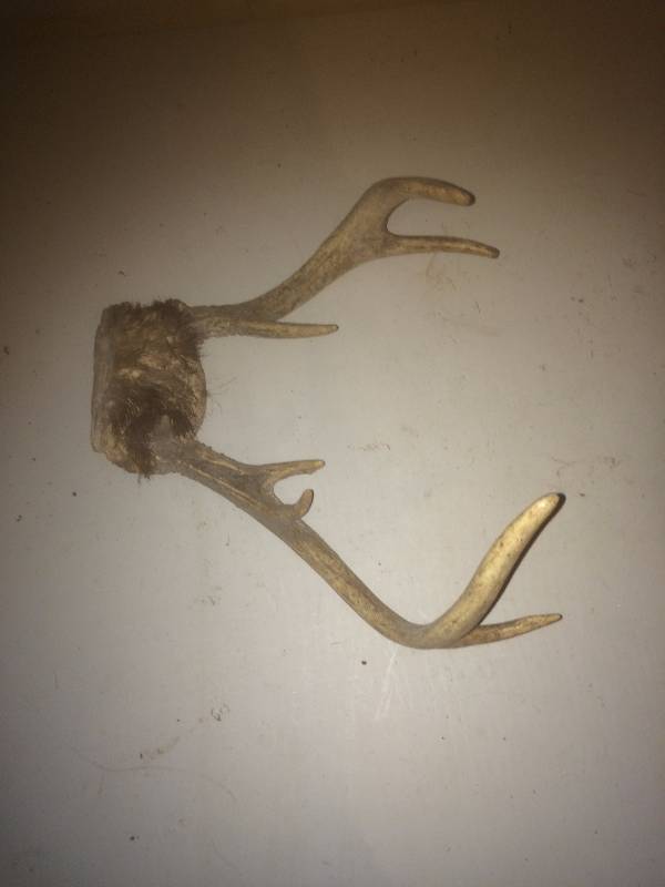 Deer Antlers