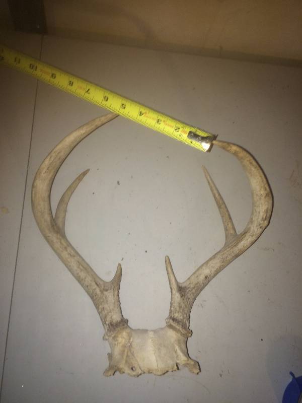 Deer Antlers