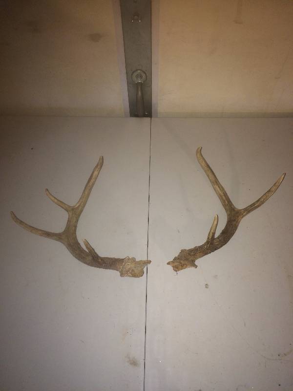 Deer Antlers