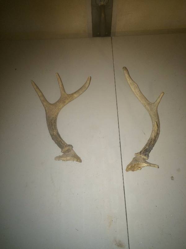 Deer Antlers
