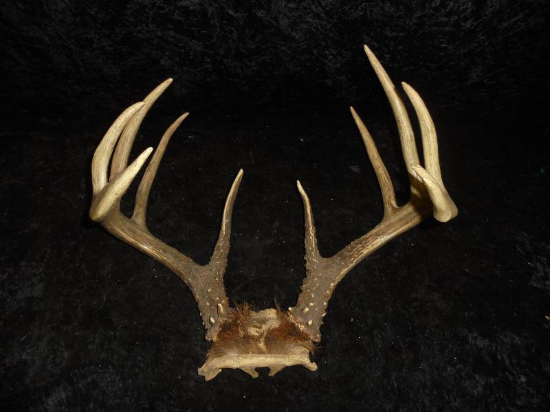 lot 3 image: Antlers - 10pt