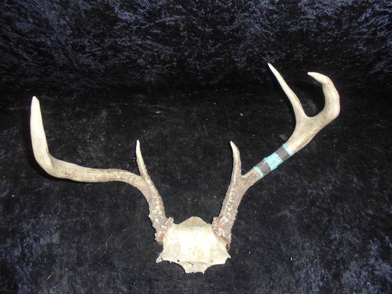 lot 4 image: Antlers