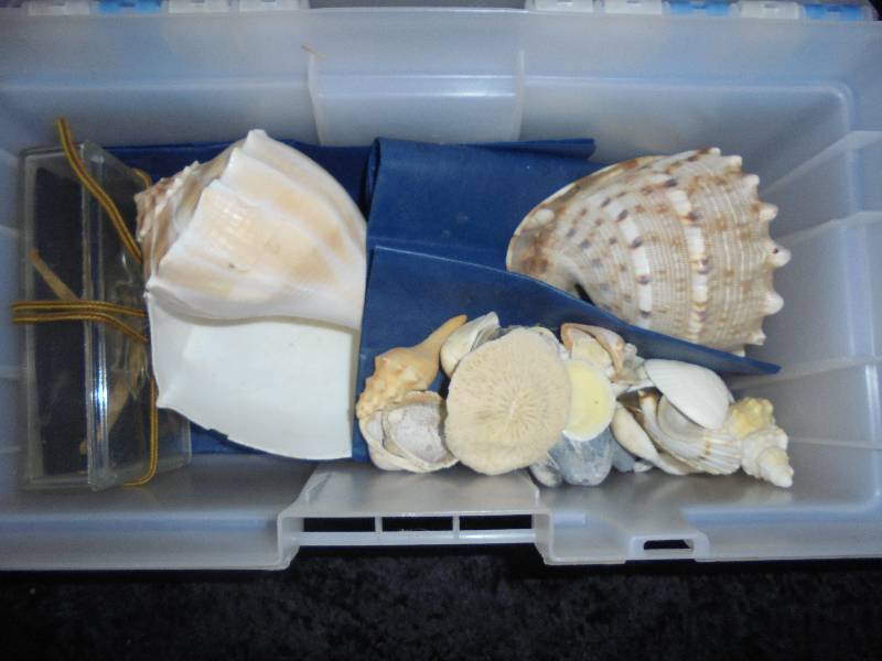 lot 38 image: Lot - Misc Seashells