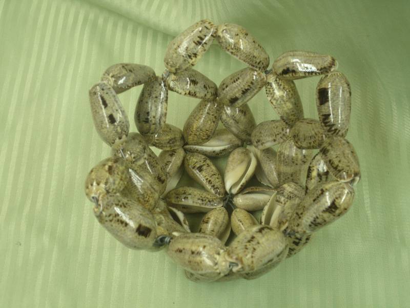 Shell Planter Cover