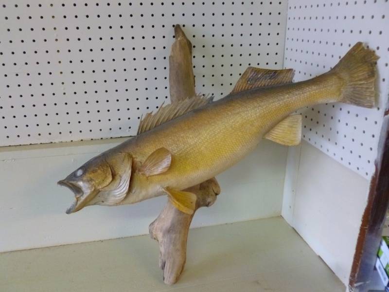 lot 477 image: Walleye Mount