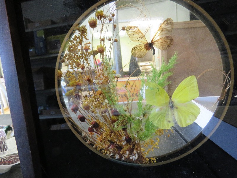 Butterfly dcor