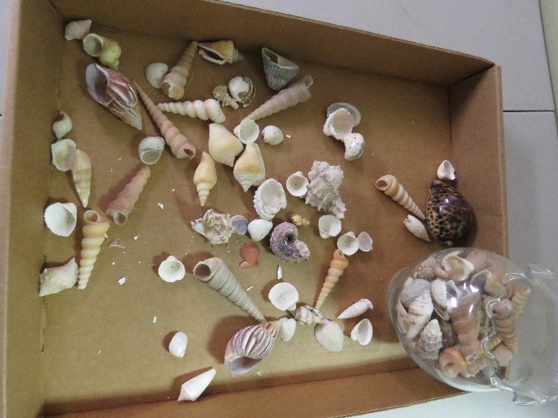 Seashells