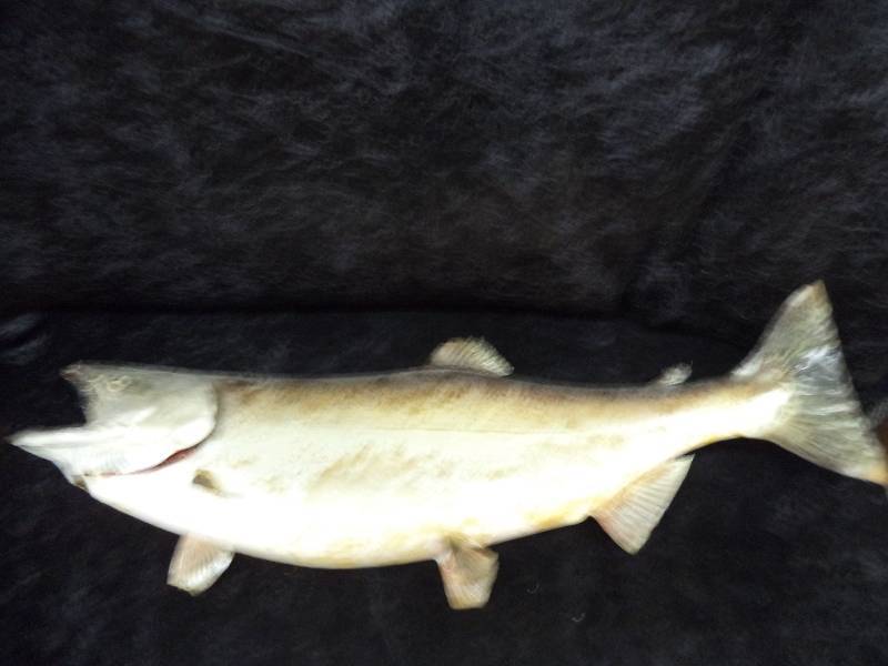 King Salmon Wall Mount