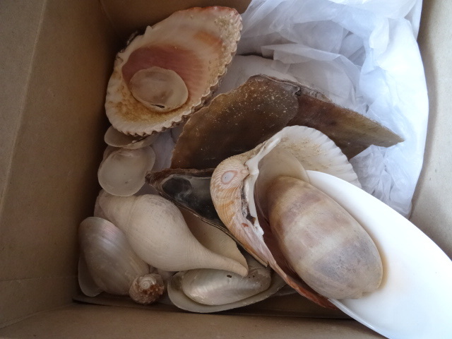 Shells