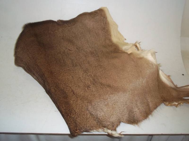 lot 337 image: Deer Hide