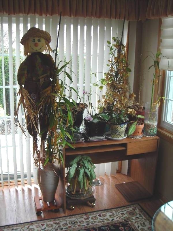 lot 55 image: Desk 41x24x29 With ALL Plants & Pots