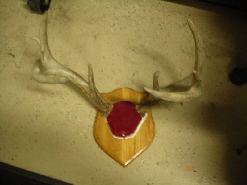 lot 176 image: Antler Mount