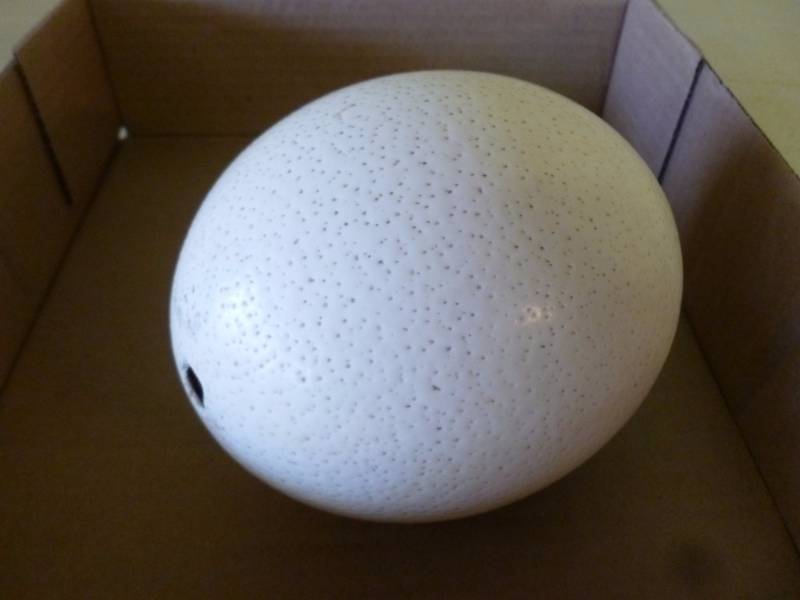 lot 229 image: Ostrich Egg