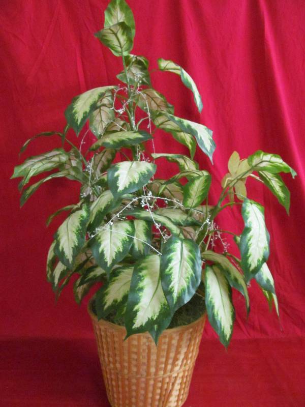 lot 5 image: plant