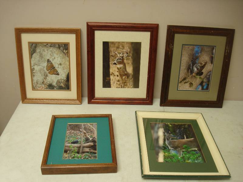 Lot Of Framed Wildlife Pictures...