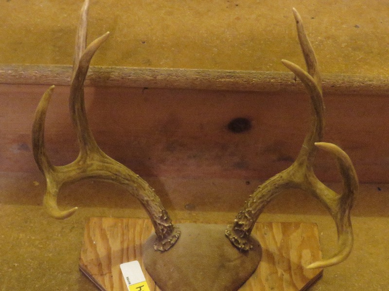 lot 224 image: Buck Antler Mount