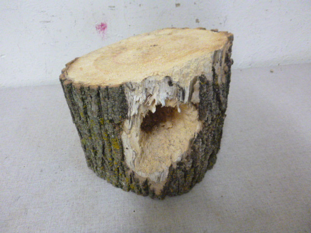 lot 189 image: Tree Block with Bird Hole