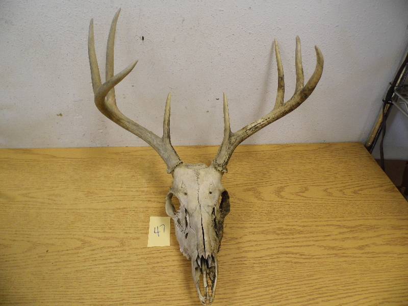 Deer Antlers w Skull