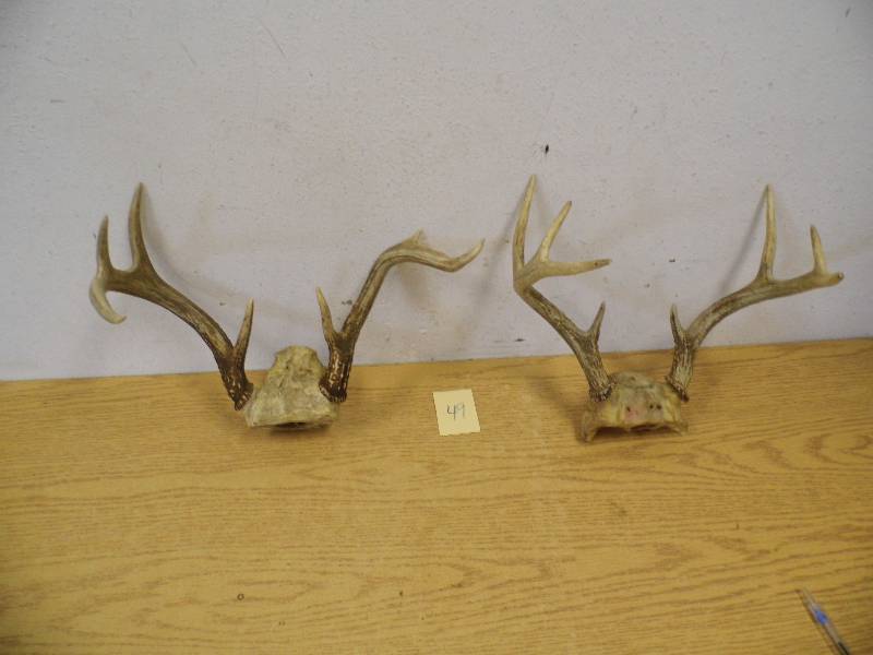 2 Sets Deer Antlers