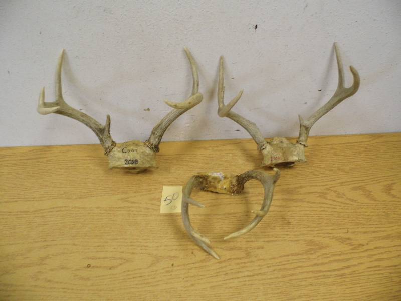 3 Sets Deer Antlers