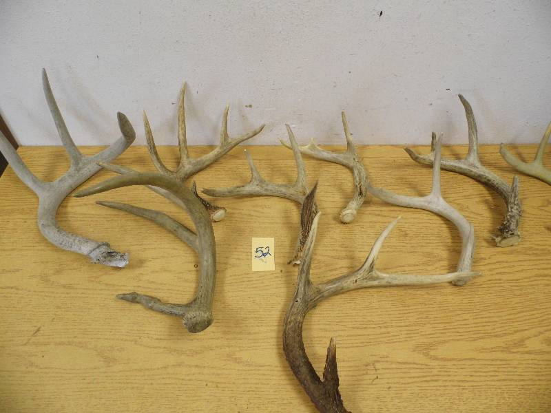 Assorted Deer Antlers w Basket